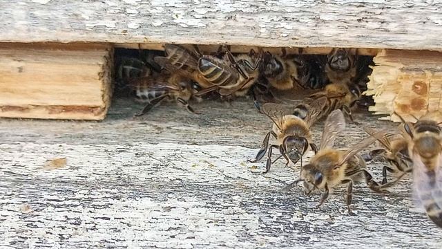 Пчелы приносят пыльцу смотреть онлайн