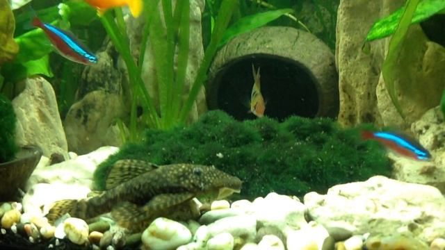 Сомик анциструс без аэрации