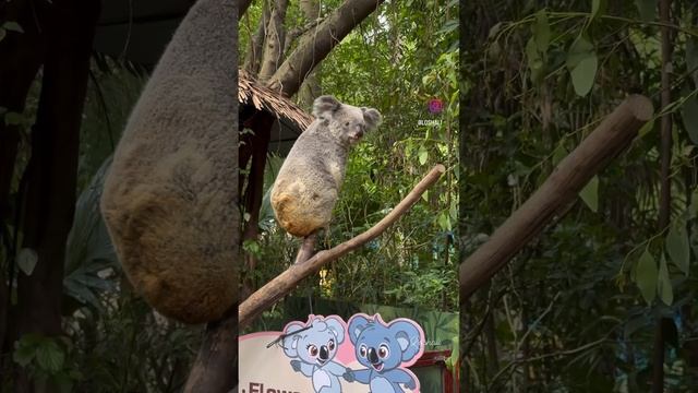 Koala ? dropped ? #koala #bear #wild #animals смотреть онлайн