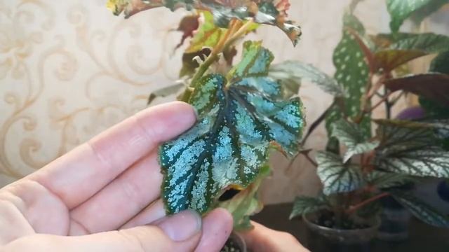 Тростниковые бегонии. смотреть онлайн