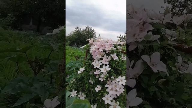 Клематис Иоан Павел 2. подходит для обрезки как 2 и 3 группы обрезки смотреть онлайн