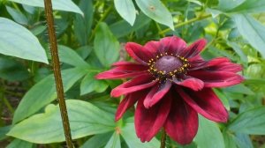 46 Дачные картинки.  Рудбекия.