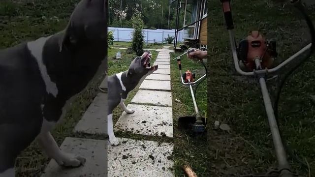Тэра на даче #тэра#дача#игра# смотреть онлайн