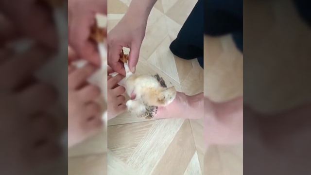 Всемирный день защиты животных смотреть онлайн
