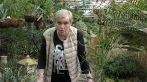 Молочай Тирукалли (euphorbia tirucalli)