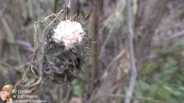 ЗИМНИЕ ОПЯТА 2020: где растут и как выглядят. Сравнение зимних и осенних опят. Как мариновать опята смотреть онлайн