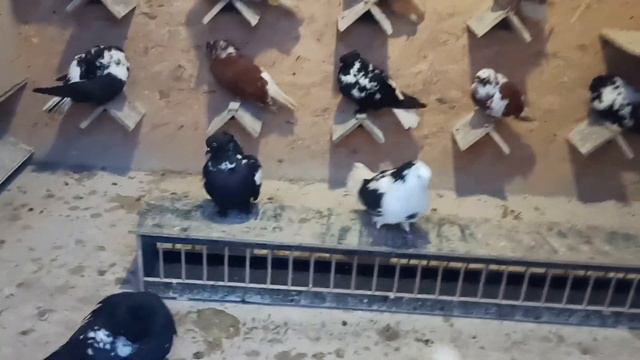 Голуби) Температура в голубятне?!?