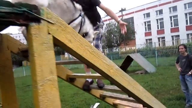 2011-07-08 Бустер преодолевает горку-лесенку смотреть онлайн
