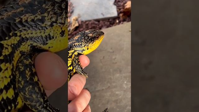 Tiliqua #animalshorts #mascota #animals #short #animales #reptiles #pet #shorts #gecko #tiliqua смотреть онлайн