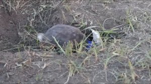 Кролик роет нору  ?