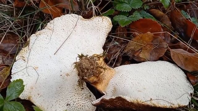 Albatrellus pes-caprae, Scutiger pes-caprae.16 Ottobre 2022 смотреть онлайн