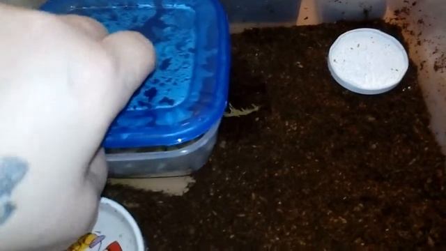 Эублефары на кокосовой стружке. смотреть онлайн