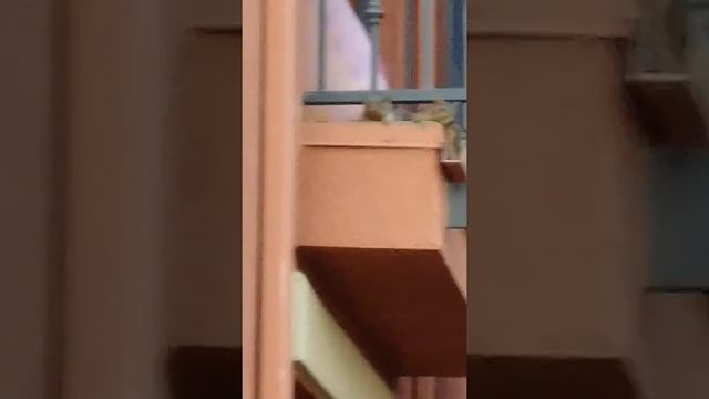 Mission impossible(squirrel style) смотреть онлайн