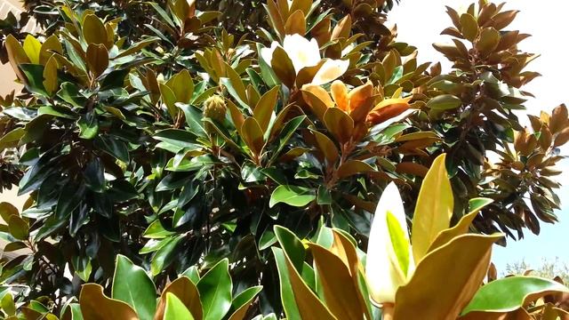 Magnolia grandiflora - southern magnolia HD 04 смотреть онлайн