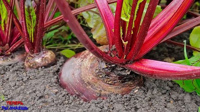 НЕТ Слов! СВЁКЛА Вырастет КРУПНАЯ и СЛАДКАЯ! Срочно Полейте ЭТИМ Грядку! смотреть онлайн