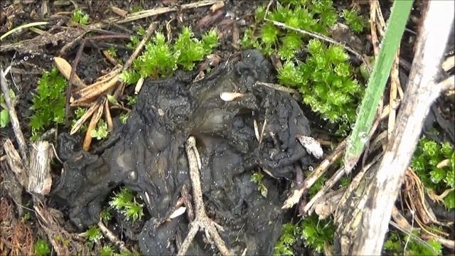 Наглядная биология #22 Носток (Nostoc). Эту бактерию можно потрогать руками смотреть онлайн