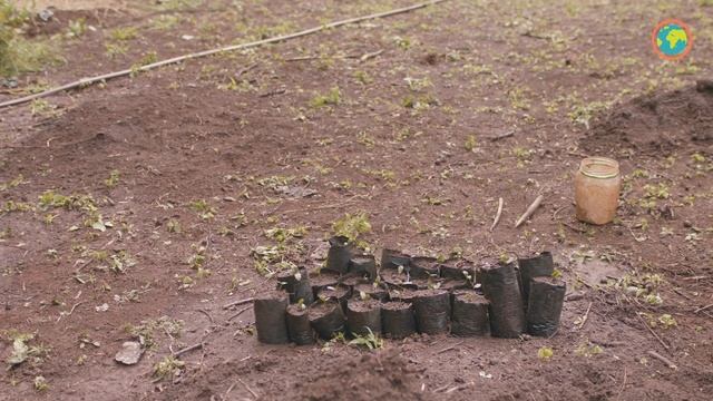 How to Plant a Tree смотреть онлайн