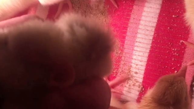 Что делать если у цыплёнка после вылупления вылезла пуповина?!22 день инкубации в «Несушка». смотреть онлайн