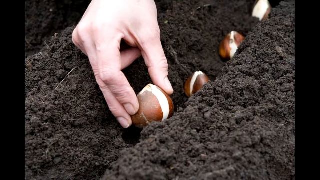 КАК ПОДГОТОВИТЬ ЗЕМЛЮ ОГОРОДА К ПОСАДКАМ ВЕСНОЙ смотреть онлайн