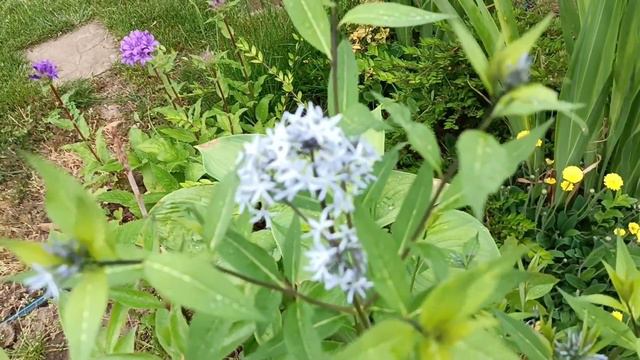 Сад квітує і буяє в кінці травня. Прогулянка садом. Багаторічники і декор кущі. Декоративна цибуля.