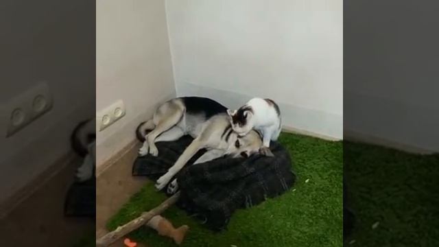 Спа-процедуры