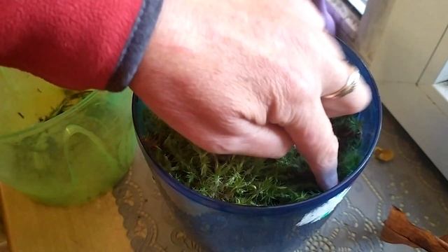 Орхидея Пафиопедилум(венерин башмачок)пересадка в живой мох для быстрого наращивания корней.