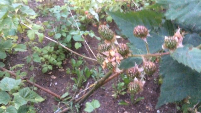 Mûre des jardins ou Ronce 'Rubus fruticosus' Quand le vert clair devient noir les mûres seront mûre смотреть онлайн