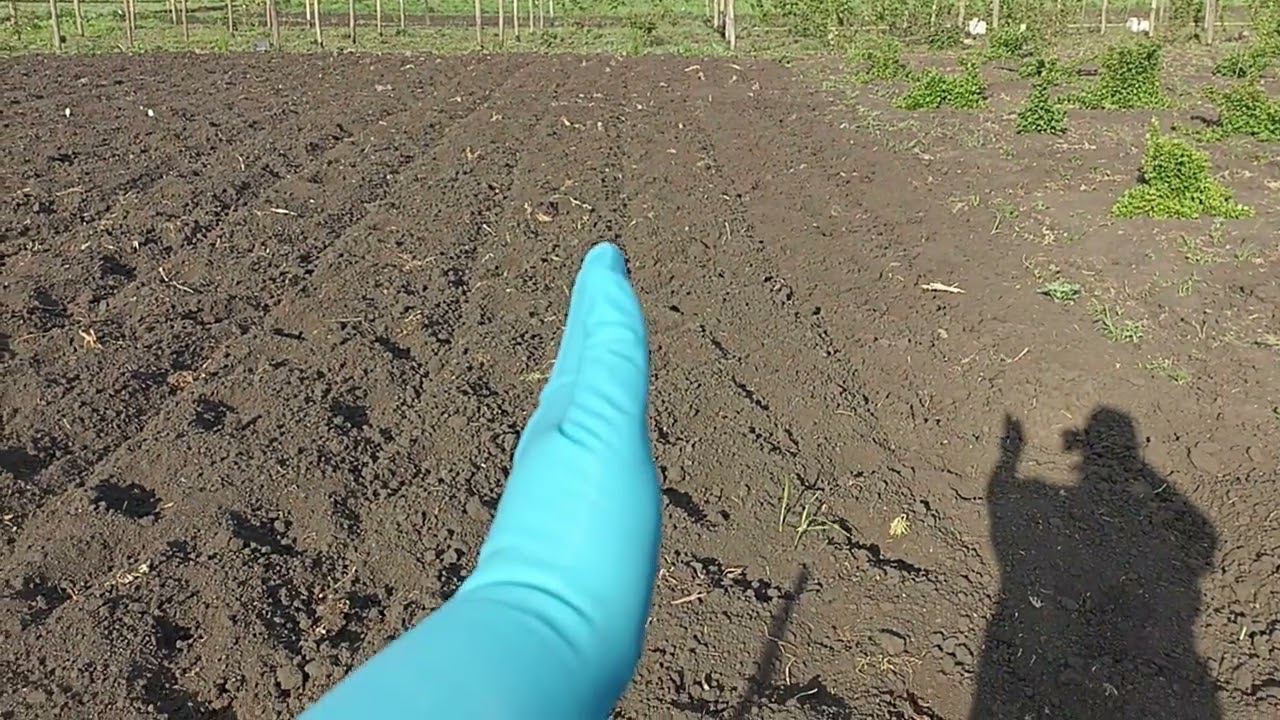 19 мая 23 год. высаживаю рассаду арбузов и дынь в ог смотреть онлайн