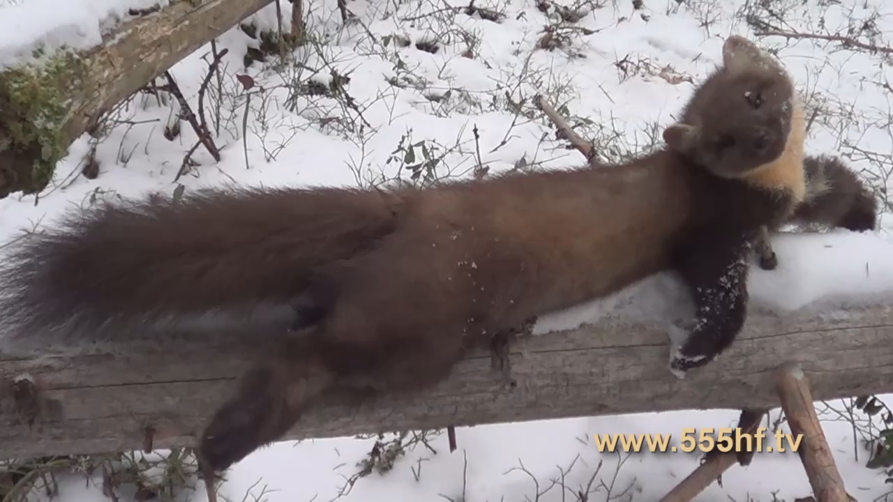 Лов пушного зверя на капкан. Часть 4.