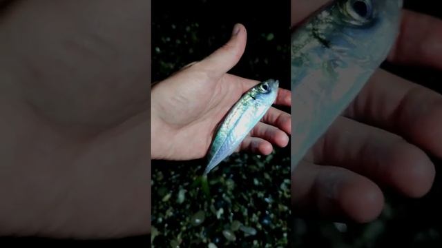 Рыбалка на черном море. Рокфишинг в Абхазии. Rockfishing в Гагре. #shorts смотреть онлайн
