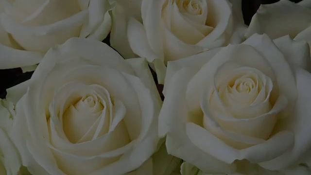 Роза Аваланж (Avalanche) смотреть онлайн