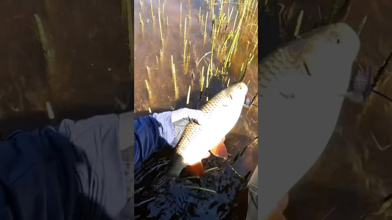 Голавль! #голавль #голавльнаспиннинг #anotherlove #рыбалка #природа #chub #спиннинг #поймалотпусти смотреть онлайн