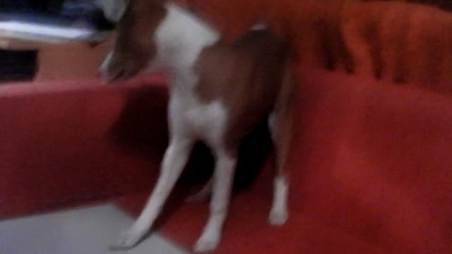 Басенджи Калипсо (5,5 мес) "копай! копай! копай!" смотреть онлайн