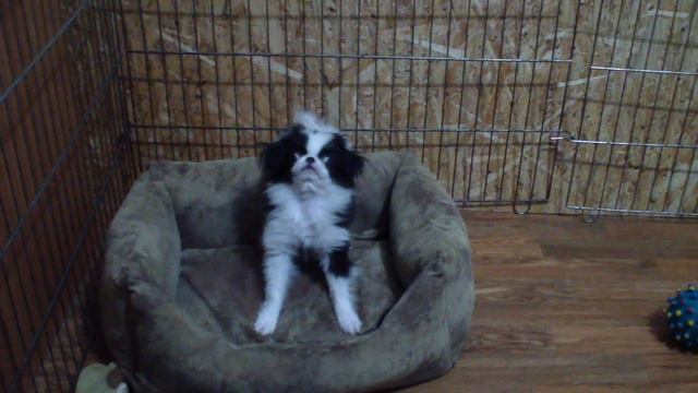 The female Japanese Chin Василиса смотреть онлайн