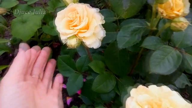 Розы и лилии / Rose смотреть онлайн