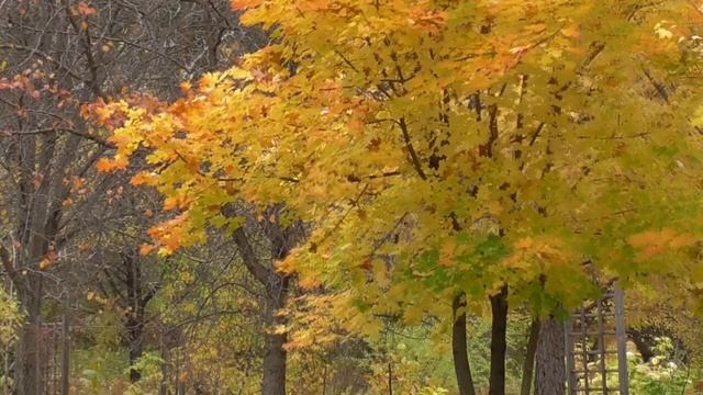 На устойчивость нервной системы 1 вариант Настрои академика Сытина Г.Н. смотреть онлайн