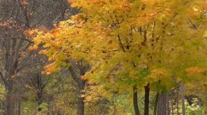 На устойчивость нервной системы  1 вариант  Настрои академика Сытина Г.Н.