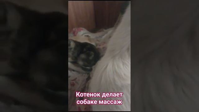 Котенок делает массаж Собаке смотреть онлайн