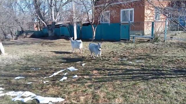 Опять прогулка,Катя наверно в охоте, девочкам очень тяжело . смотреть онлайн