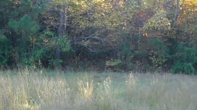 Deer Hunting Muzzleloader First Week In North Carolina 2011 смотреть онлайн