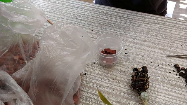 Пересадка молодого Catasetum Tenebrosum. Катасетум или орхидея морковка.