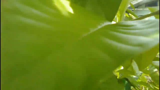 Plants Giant Alocasia with Custard Apple /Atis (delicious fruits) смотреть онлайн