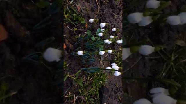Подснежники распустились☺️☺️☺️!!! смотреть онлайн