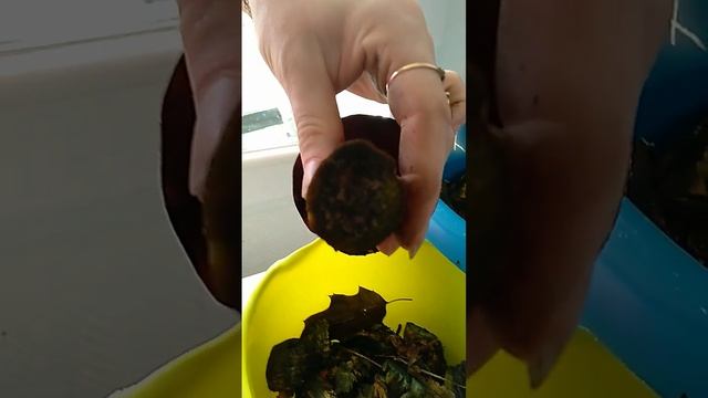 ваууу грибочки