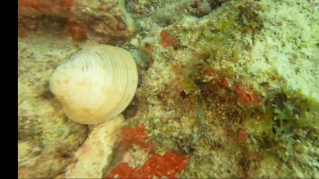 Diving Aruba with Octopi, Turtles and Eels смотреть онлайн