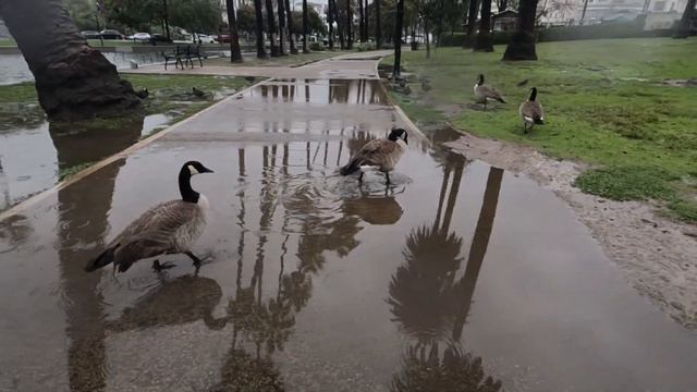 Echo Park by myself in the rain. смотреть онлайн