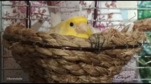 Песня канарейки самочки. Canary girl song.