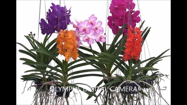 КАК ЗАСТАВИТЬ ЦВЕСТИ ОРХИДЕЮ #СТИМУЛЯЦИЯ_ЦВЕТЕНИЯ_ОРХИДЕИ . ПОЧЕМУ НЕ ЦВЕТЁТ ОРХИДЕЯ #oldenburgru#2 смотреть онлайн