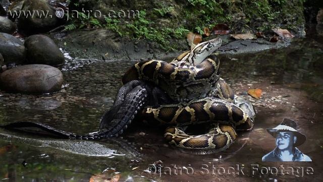Alligator vs Big Python 02 Time Lapse смотреть онлайн