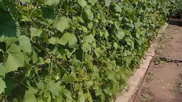 Дача. Маленький обзор на даче.Эксперимент с картофелем. смотреть онлайн